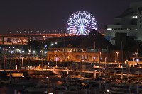 船着場に咲く花